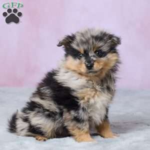 Banjo, Pomeranian Puppy